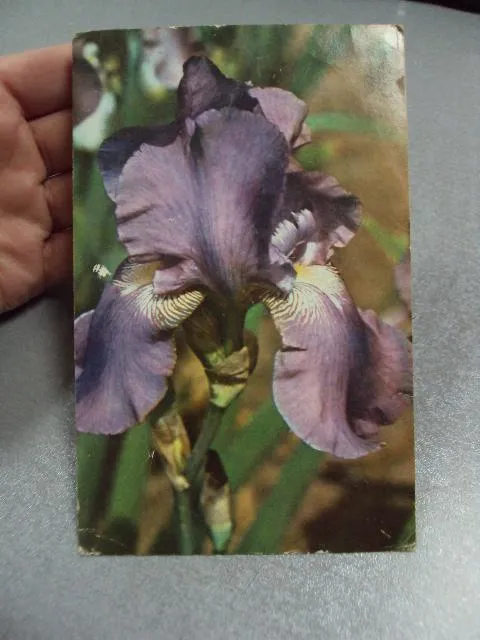 Купити открытка ирис 1976 матанова №10961