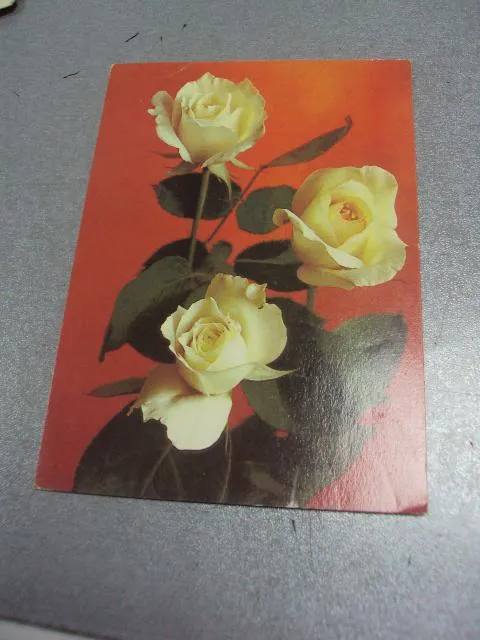 открытка розы 1981 костенко №169 Ціна