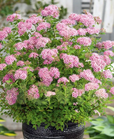 фото, Spiraea japonica 'Little Princess' Спірея японська 'Літл Принцес' С2