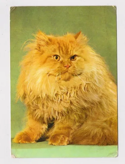 фото, КОТЕНОК - КОТ = 1974 г. = ГДР - ГЕРМАНИЯ = чистая #