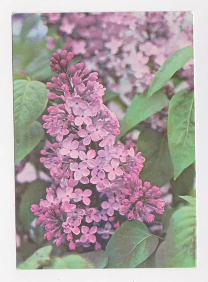 фото, СИРЕНЬ = ДМПК 1974 - 1975 г. = РАСКИН = чистая #