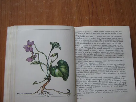 Лісова скринька. Недорого