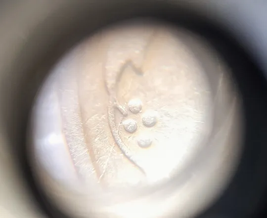 (2511) 50 копійок 1992 2.1ААм розколи у 6 гроні + здвоєння (зминання)(50 копеек 1992 2.1ААм брак) З аукціону