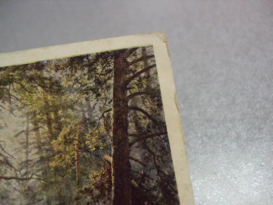 Купити открытка утро в сосновом бору 1957 шишкин №9003