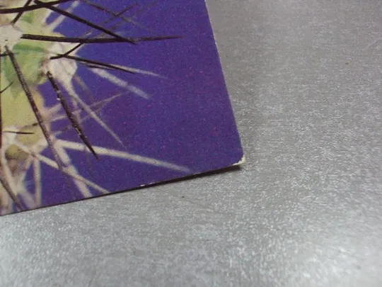 открытка кактус 1985 №1719 Продаж