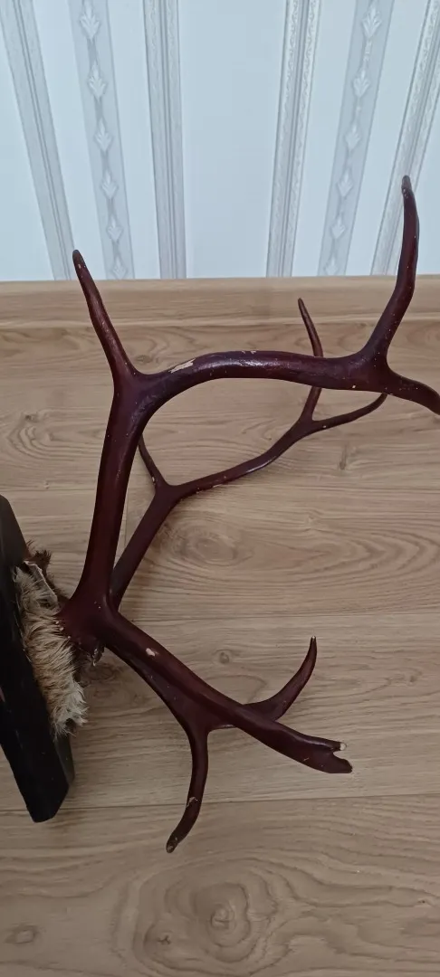 Роги оленя на дерев&#039;яній підставці лаковані. Інтернет-аукціон