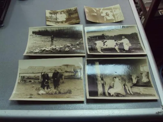 фотография трудовые будни передовиков сельское хозяйство 12х9, 18х13 лот 6 шт №5270 Ціна