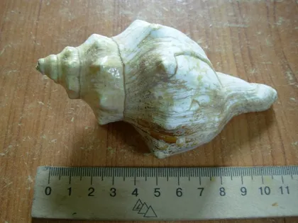 фото, Мушля Turbinella angulata