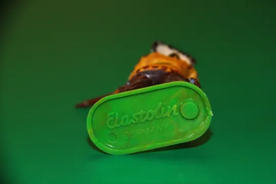 ІНДІАНЕЦЬ СТРІЛОК № 6840 индеец ELASTOLIN 70мм ФРГ З аукціону