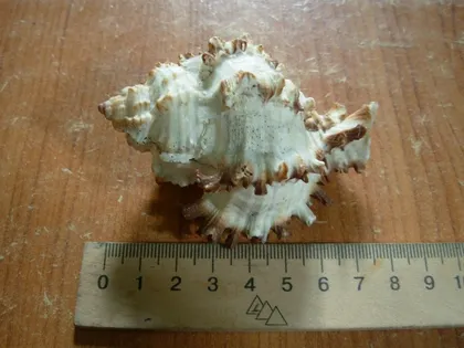 фото, Мушля Hexaplex cichoreum Мурекс