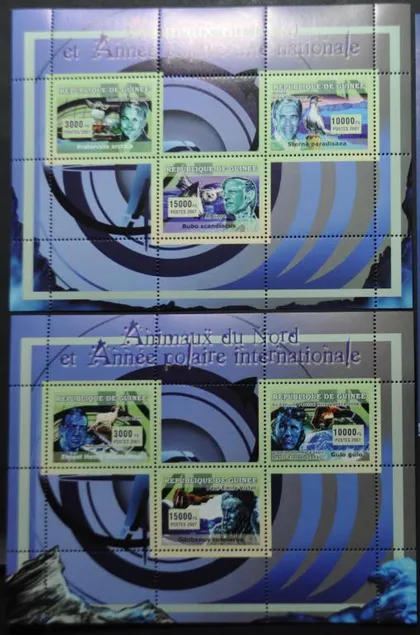 фото, Гвинея Фауна Арктики 2007