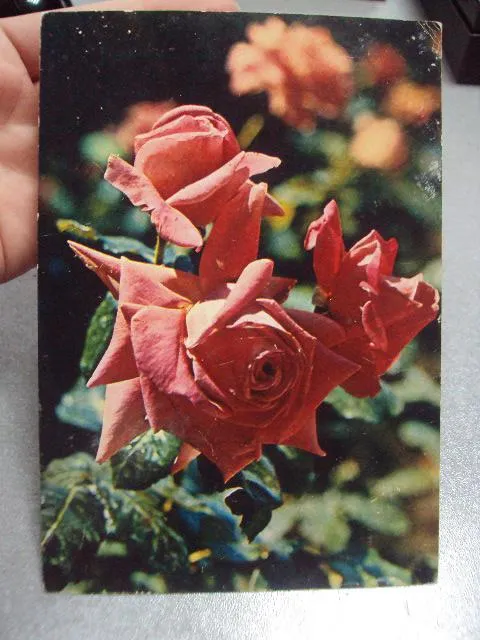 открытка розы 1981 костенко №192 Продаж