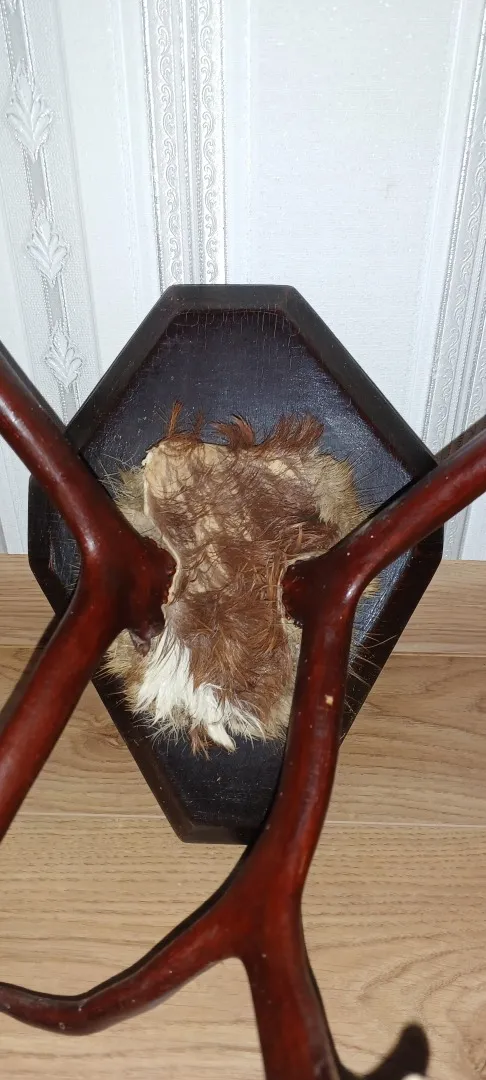 Роги оленя на дерев&#039;яній підставці лаковані. Продаж