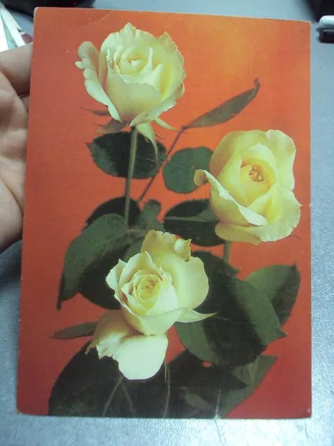 открытка розы 1981 костенко №169 З аукціону