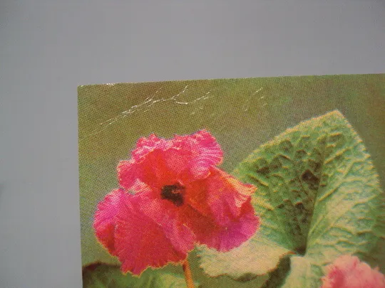 Открытка Поздравляю! цветы авторы К. Шамшин, А. Сольдат 1971 год №17994 З аукціону