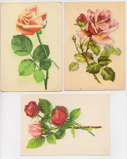 фото, РОЗА - РОЗЫ - ЦВЕТЫ = 1969, 1971, 1975 г. - Эстонская ССР = 3 шт. #
