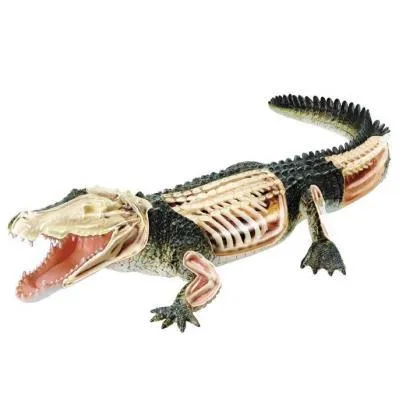 Купити Пазл 4D Master Объемная анатомическая модель Крокодил (FM-622034)
