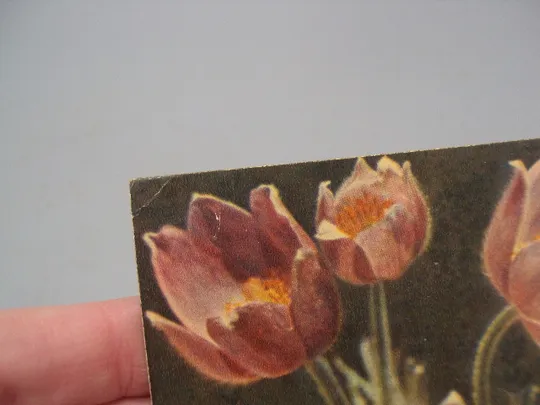 Открытка С праздником 8 марта цветы крокус художник О.Г. Олешкевич фото П.И. Лукаш 1965 год №17836 Продаж