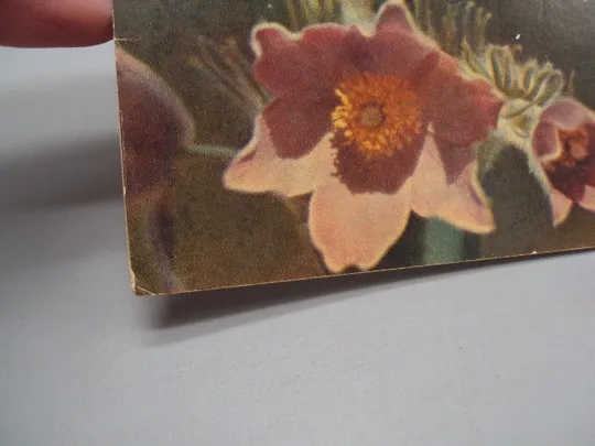 Открытка С праздником 8 марта цветы крокус художник О.Г. Олешкевич фото П.И. Лукаш 1965 год №17836 З аукціону