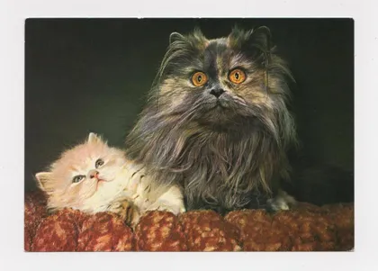 фото, КОШКИ - КОТЯТА - КОТ = ЧЕХОСЛОВАКИЯ = чистая