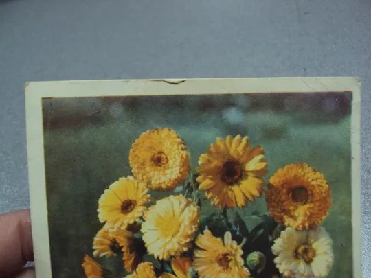 открытка ноготки 1960 голанда №5795 Продаж