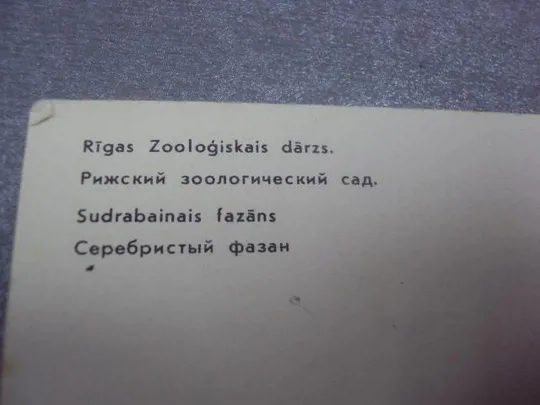 открытка фазан 1980 фогта рига №342 З аукціону