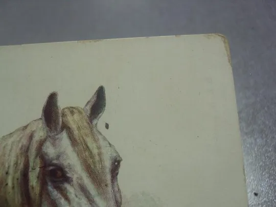 Купити открытка лошадь райгород варшава военный госпиталь 1911  №1524