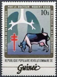 фото, Гвинея Медицина Туберкулез Кох Фауна Корова 1983